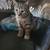 2 Kittens (all pending pickup) 2 thumbnail