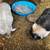 Several pigs 3 thumbnail