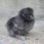 Silkie Chicks 5 thumbnail