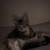 Female Kitten 4 thumbnail