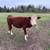 Hereford calf 2 thumbnail