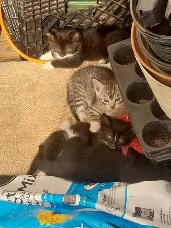 Kittens (Sagle)63970072363907120