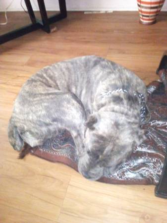 Need someone to care for my dog until I return from vacation (Cleveland)63686641467649120