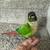 Green cheek conure 2 thumbnail