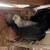 Laying hens 4 thumbnail