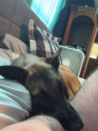 Belgian Malinois (Pittsburg)