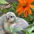 Hatching eggs 2 thumbnail