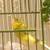 Yellow canary male singer 1 thumbnail