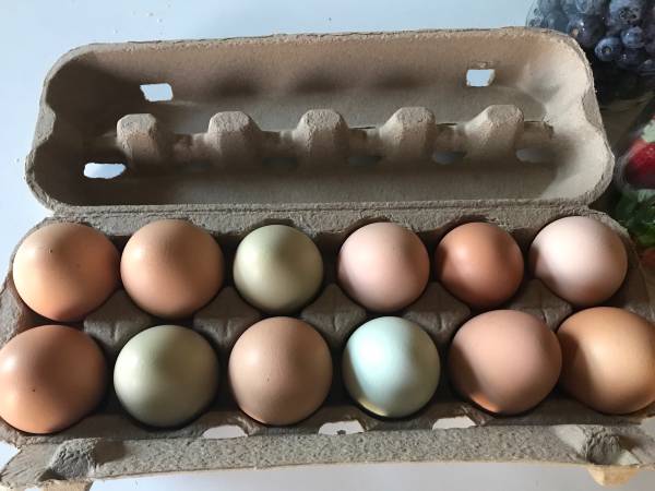Free Range eggs 1