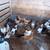 Layer pullets 1 thumbnail