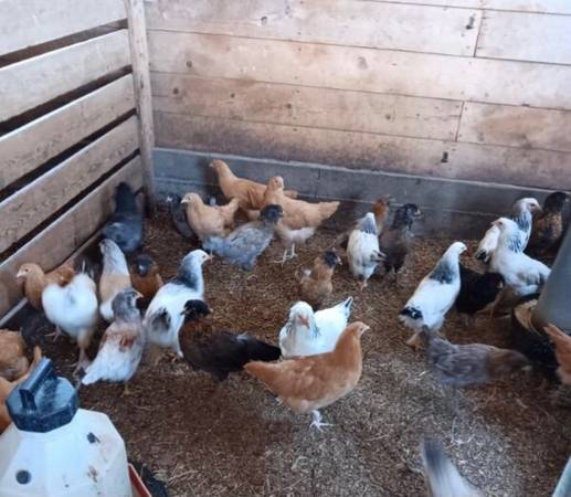 Layer pullets 1
