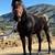 Thoroughbred stallion 1 thumbnail