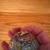 2 Painted Empty Chicken Eggs & 2 Wooden Egg Holders (All for $15) 16 thumbnail
