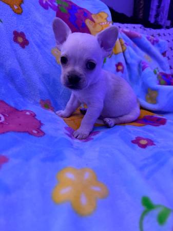 Tiny male chihuahua564510171417825283