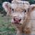 Scottish Highland Cattle 2 thumbnail