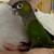 Black Capped Conure Parrot 4 thumbnail