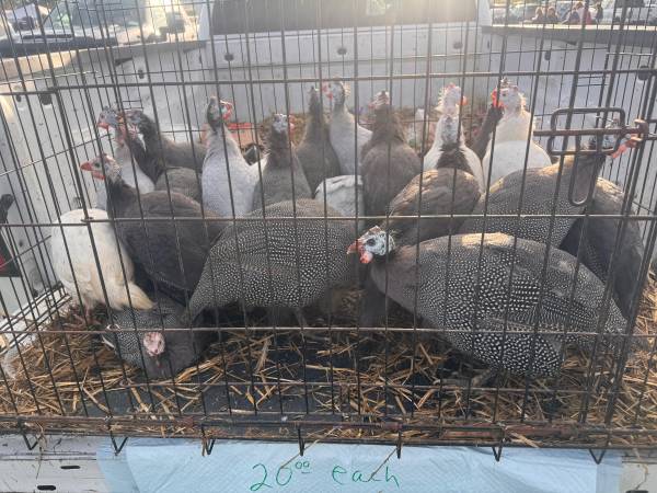 Guineas 1