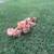 ***CHICKS*** 9 thumbnail