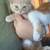 8 week kittens 4 thumbnail