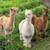 4 Alpacas 12 thumbnail