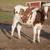 Holstein heifer 1 thumbnail