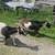 Nigerian dwarf does 2 thumbnail