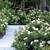 Knock-out Roses plants 1 thumbnail