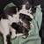 Stray mama cat n babies 1 thumbnail