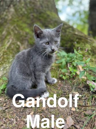 Barn kittens (Accokeek)63795938542467122