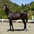Warmblood (Gaudi) x PRE Dressage/Hunter Prospect 1 thumbnail