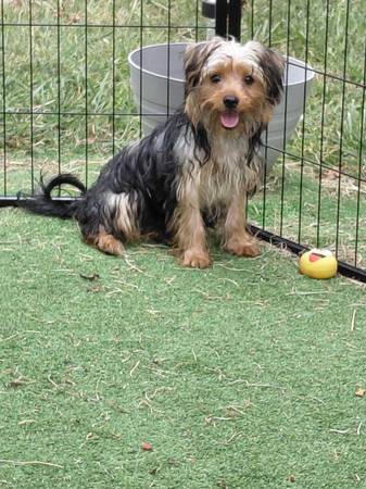 Rehoming a Yorkie (Bowie)