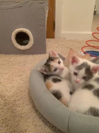 "free to good home" kittens (2 months old) (Cleveland Heights)63907874363139120