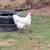 Laying hens 2 thumbnail