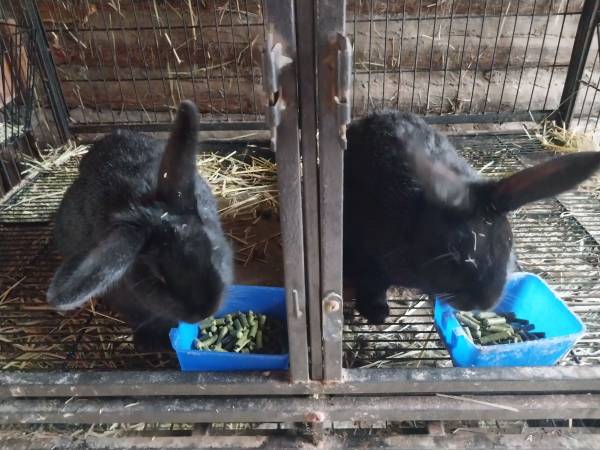 Rabbit Does (Silver Fox/Rex mix) 1