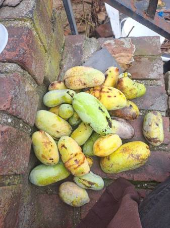 Pawpaw fruit 1