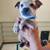 Red heeler puppies (Australian cattle dog) 7 thumbnail