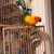 Sun conure 1 thumbnail