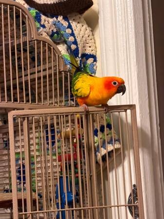 Sun conure 1