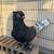 Pigeons for sale 2 thumbnail