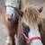 Registered Mini Pony Pair 3 thumbnail