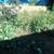 Beautify your backyard with our services*CALL OR TEXT *FIVE41-799-8158 7 thumbnail