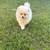 Pomeranian puppies 3 thumbnail