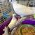Pigeons 2 thumbnail