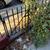 Part-Time Help Needed: Front Yard & Stoop Cleanup (Brownstone) 2 thumbnail