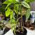 Super healthy plant 1 thumbnail