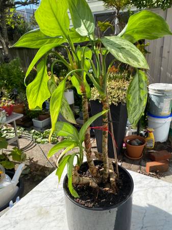 Super healthy plant 1