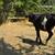 Angus X Heifer 1 thumbnail