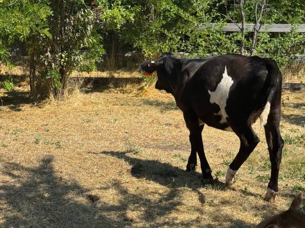 Angus X Heifer 1