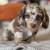 Dachshund puppyHappy 1 thumbnail