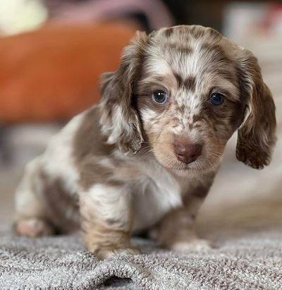 Dachshund puppyHappy 1